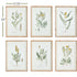 MID-SUMMER BLOOMS PRINTS, SET OF 6 - view 3