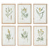 Mid-Summer Blooms Prints, Set Of 6