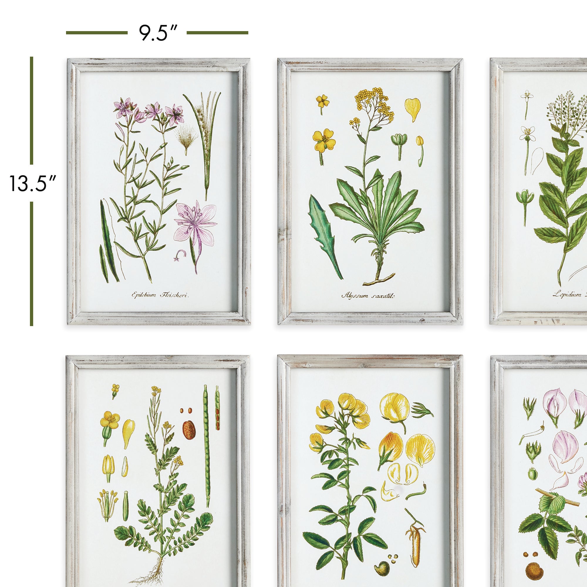 Perennial Botanical Study, Set Of 6 - View 3