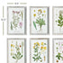 Perennial Botanical Study, Set Of 6 - View 3