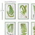 Layered Fern Prints, Set Of 6 - View 2