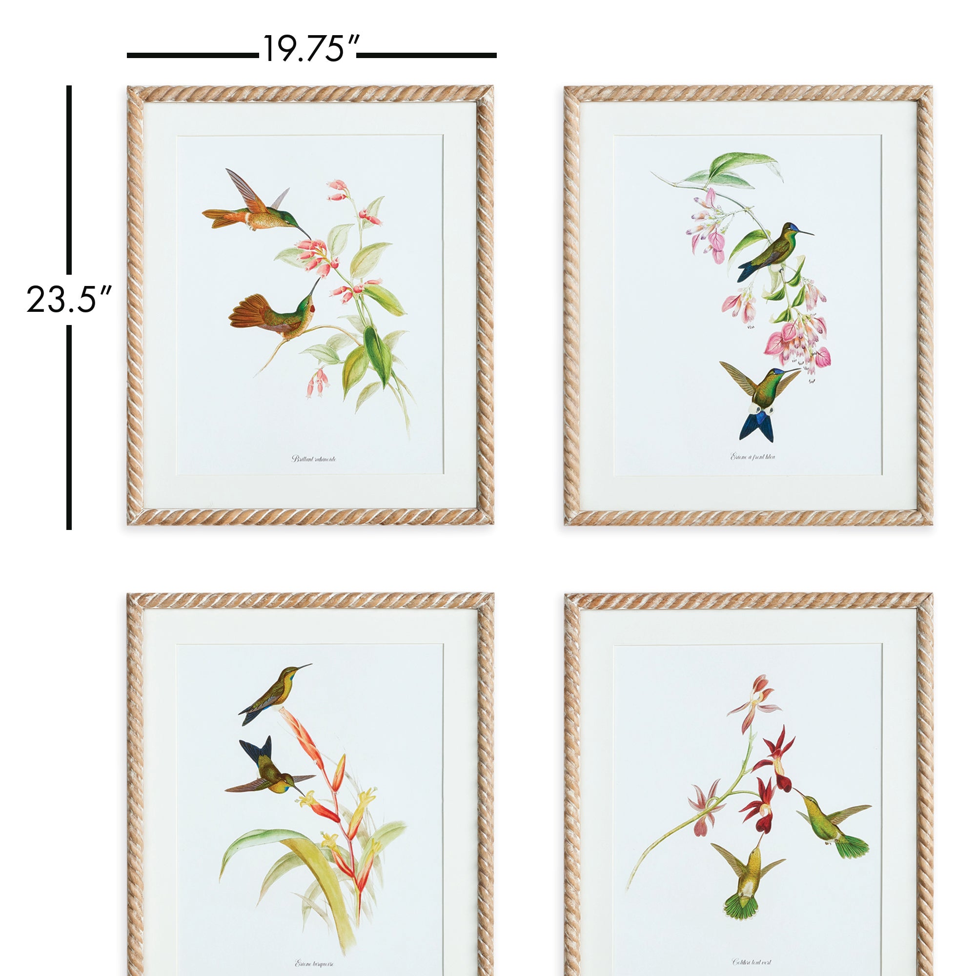Playful Hummingbird Prints, Set Of 4 - View 3