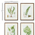 STRUCTURAL FERN STUDY, SET OF 4 - view 2