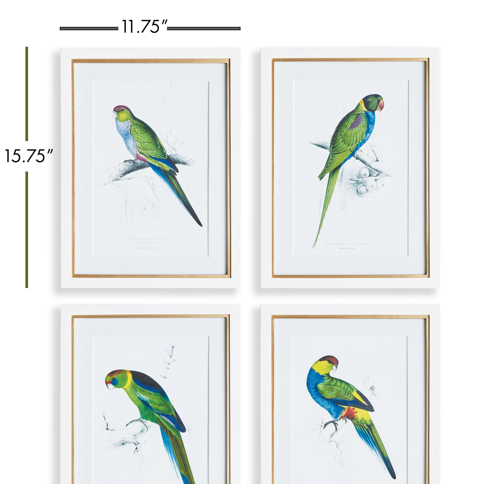 COLORFUL PARROT PRINTS, SET OF 4 - view 2