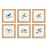 Songbird Petite Prints, Set Of 6