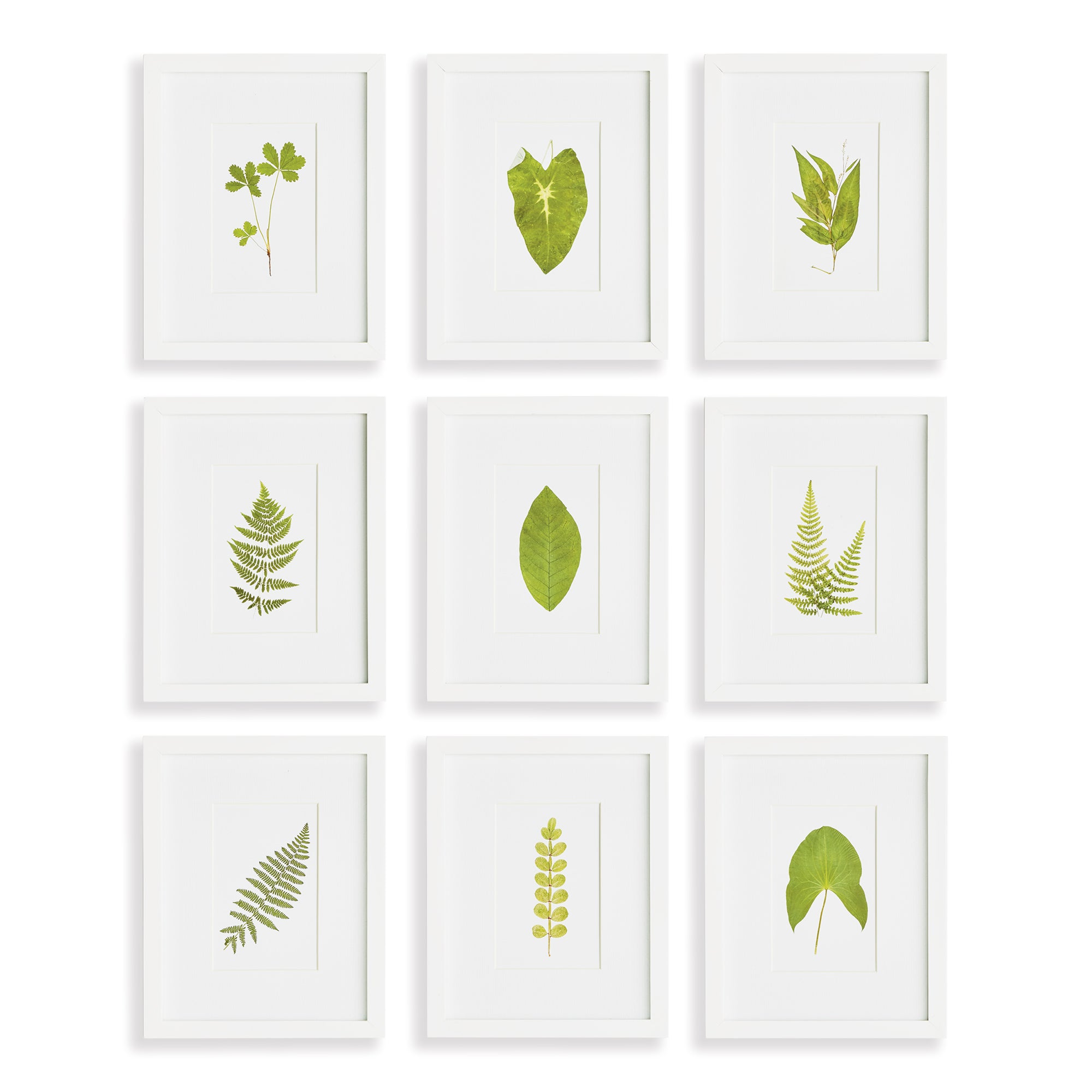 Green Leaf Petite Prints, Set Of 9