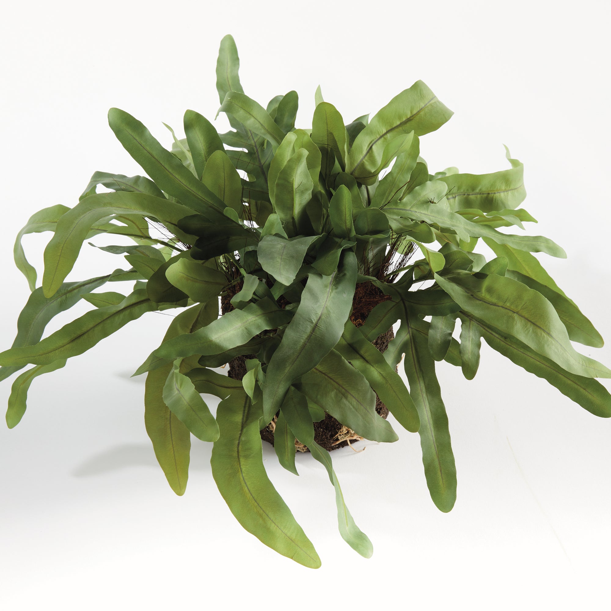 ECHEVERIA FERN DROP-IN 13.5" - view 2