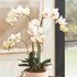 Phalaenopsis Orchid Drop-In 30" - View 4