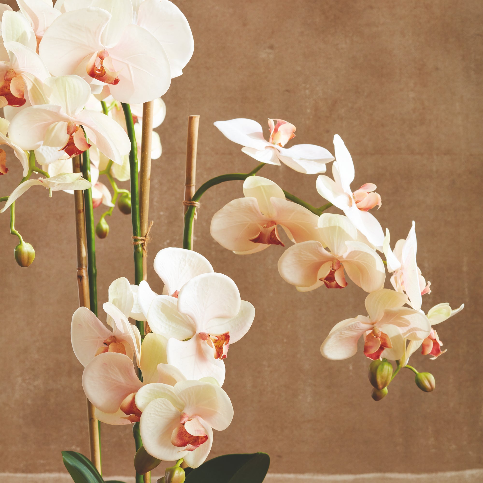 PHALAENOPSIS ORCHID DROP-IN 30" - view 5