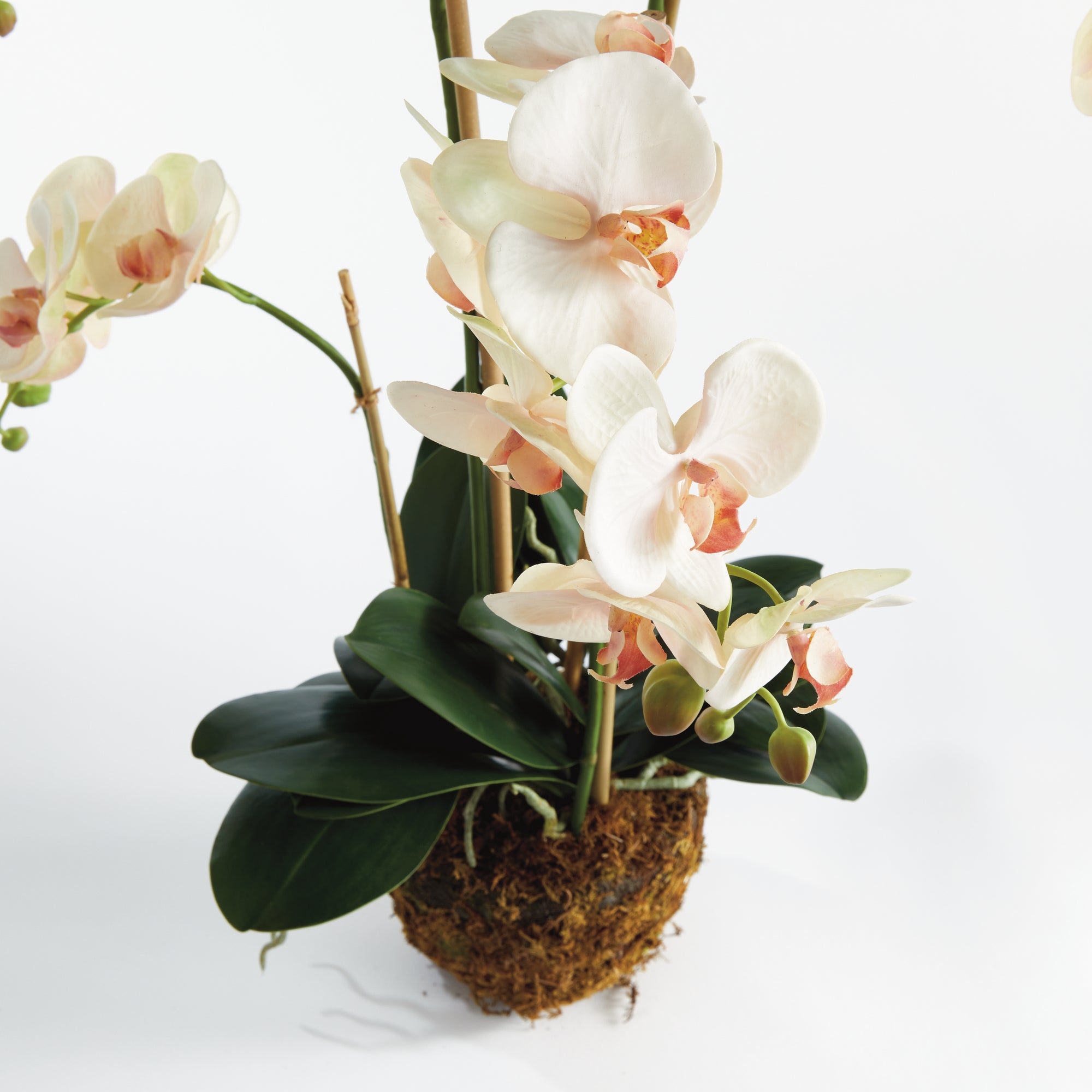 Phalaenopsis Orchid Drop-In 30" - View 3