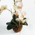PHALAENOPSIS ORCHID DROP-IN 30" - view 3