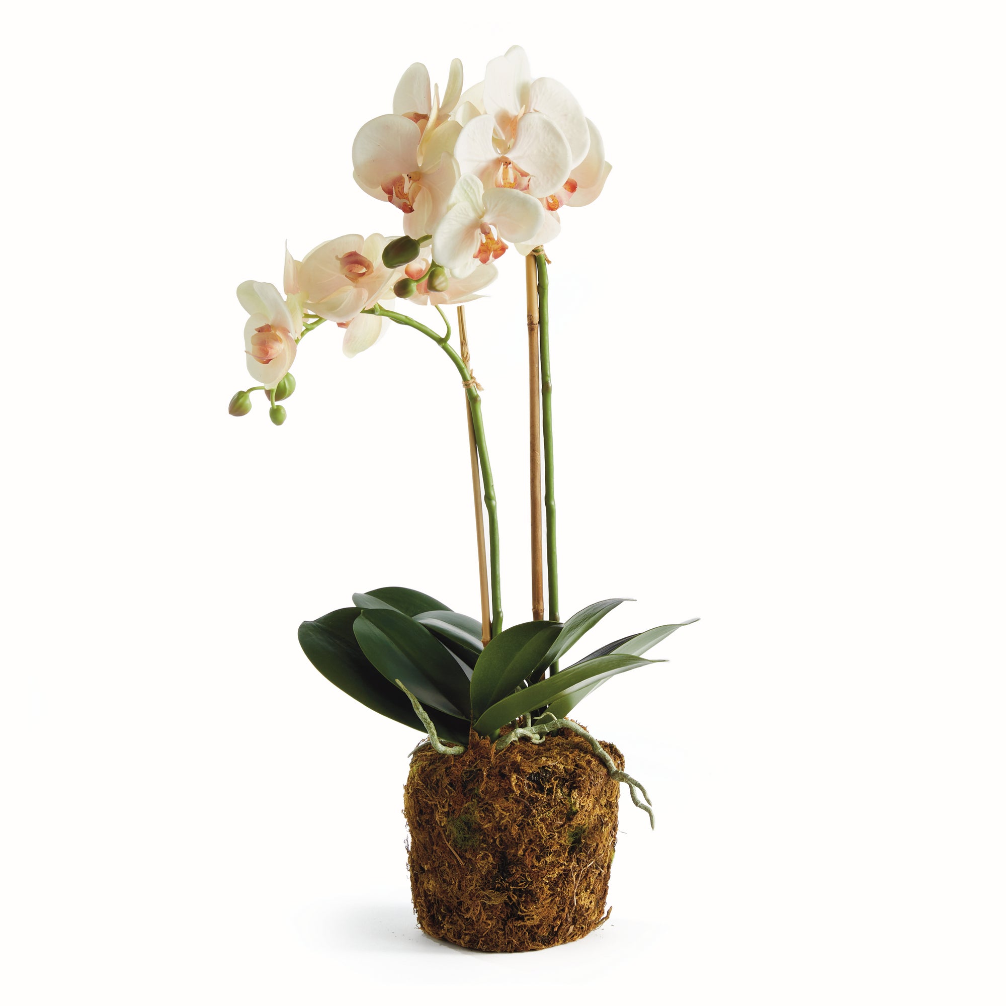 Phalaenopsis Orchid Drop-In 23"