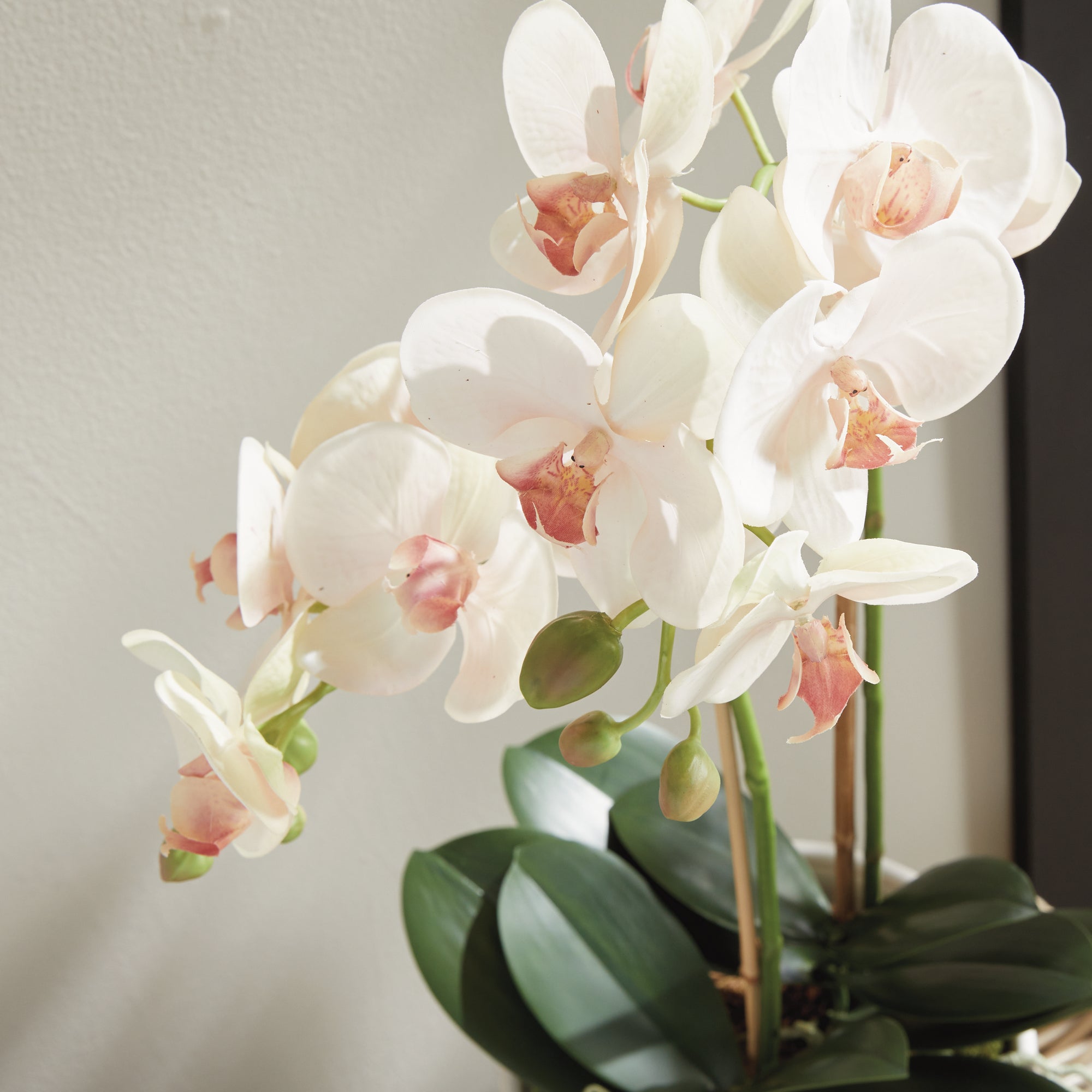 Phalaenopsis Orchid Drop-In 23" - View 4