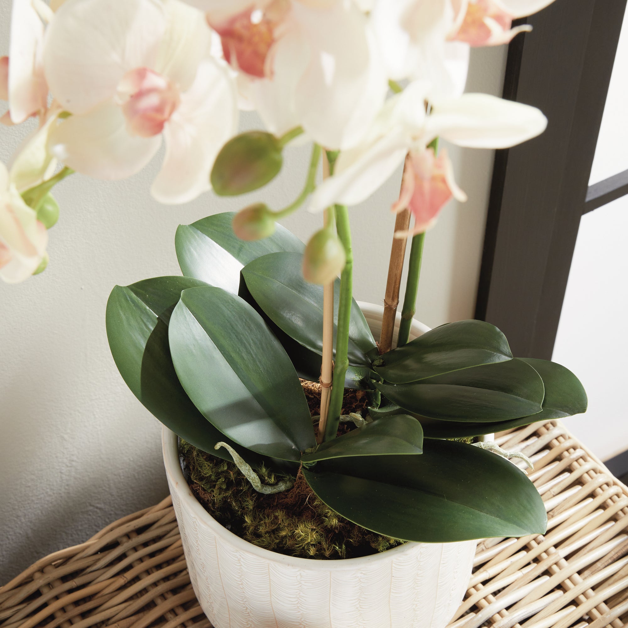 Phalaenopsis Orchid Drop-In 23" - View 5