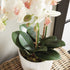 Phalaenopsis Orchid Drop-In 23" - View 5