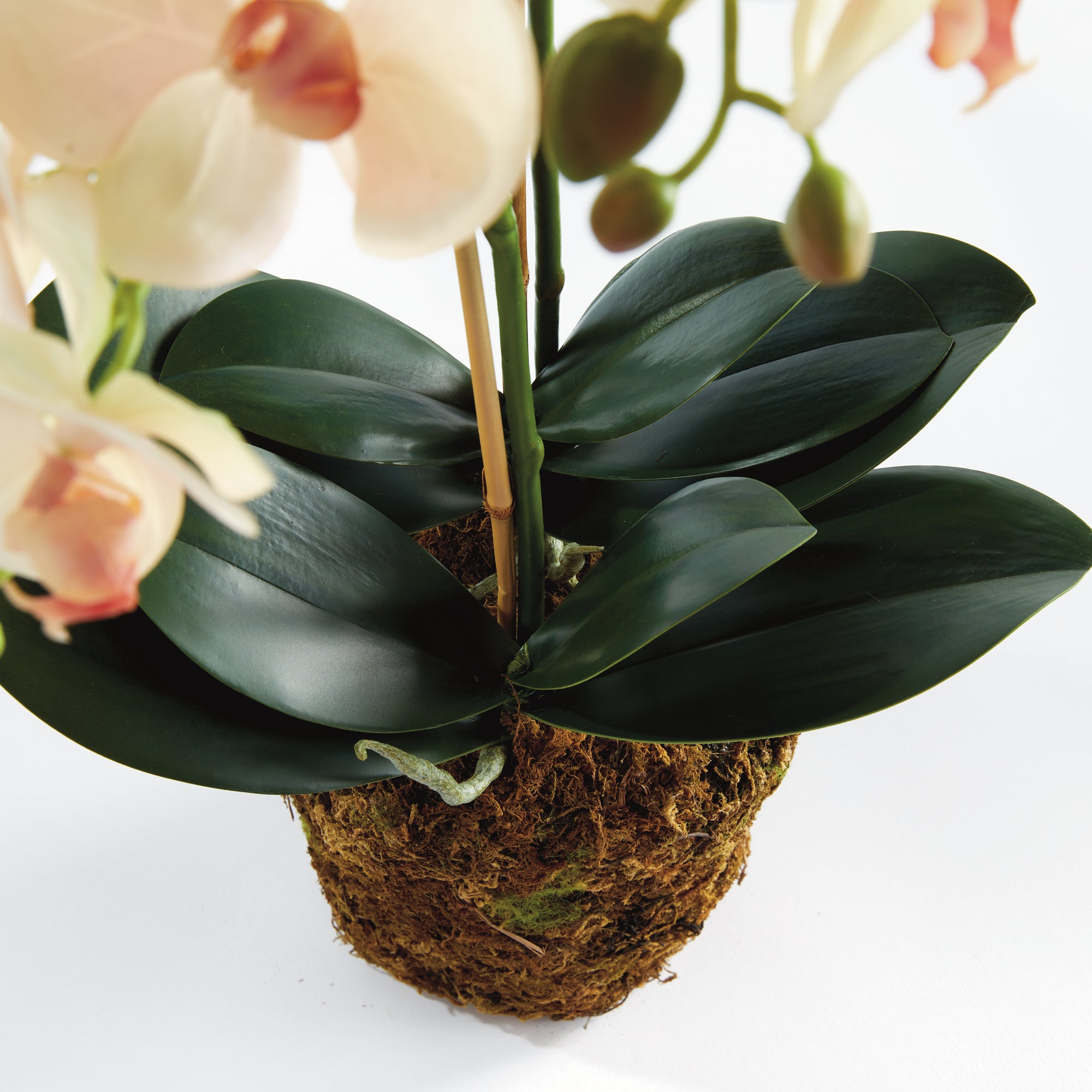 Phalaenopsis Orchid Drop-In 23" - View 2