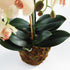 Phalaenopsis Orchid Drop-In 23" - View 2