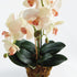 Phalaenopsis Orchid Drop-In 23" - View 3