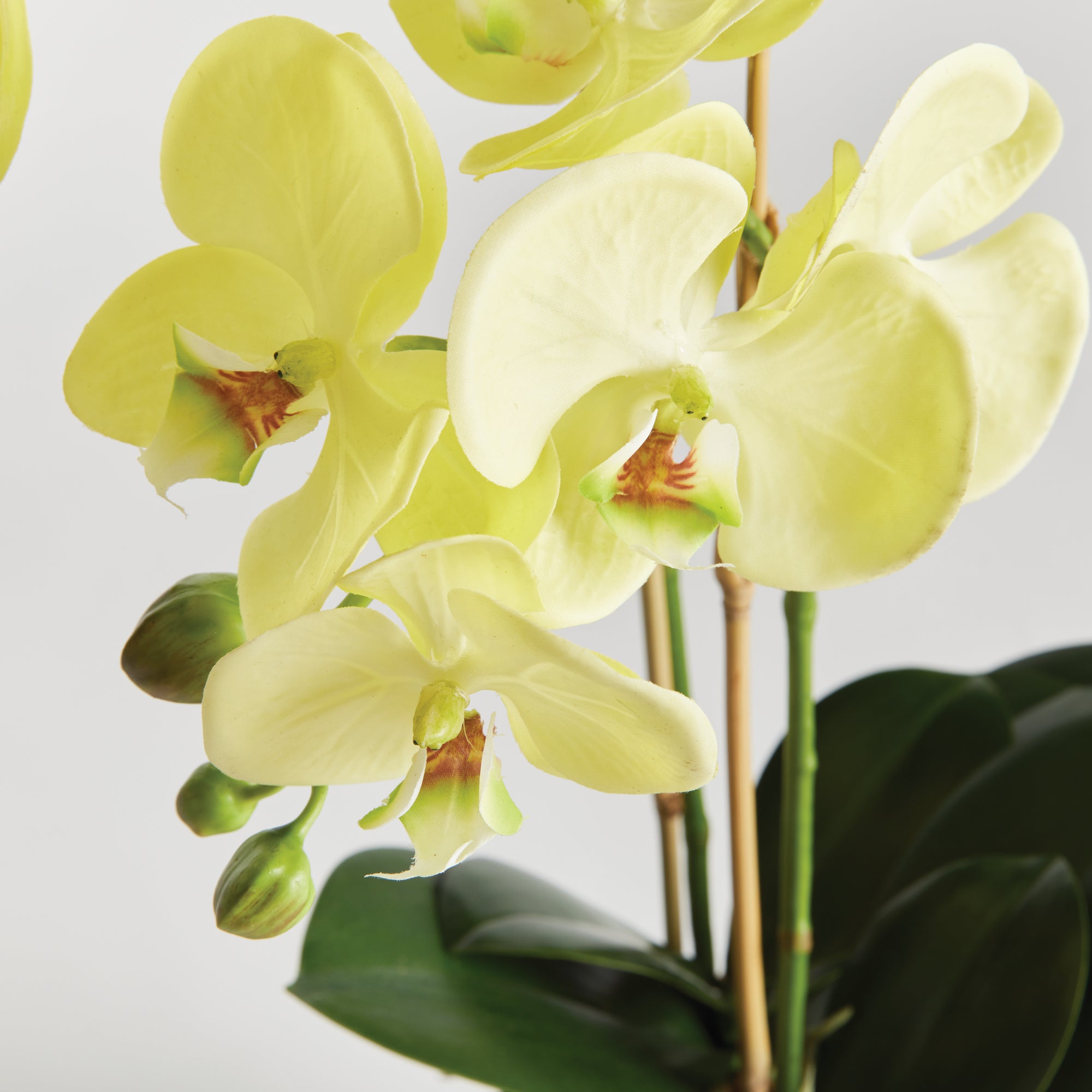 PHALAENOPSIS ORCHID DROP-IN 23" - view 2