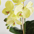 Phalaenopsis Orchid Drop-In 23" - View 2