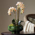 Phalaenopsis 16" Mini Garden Drop-In - View 4