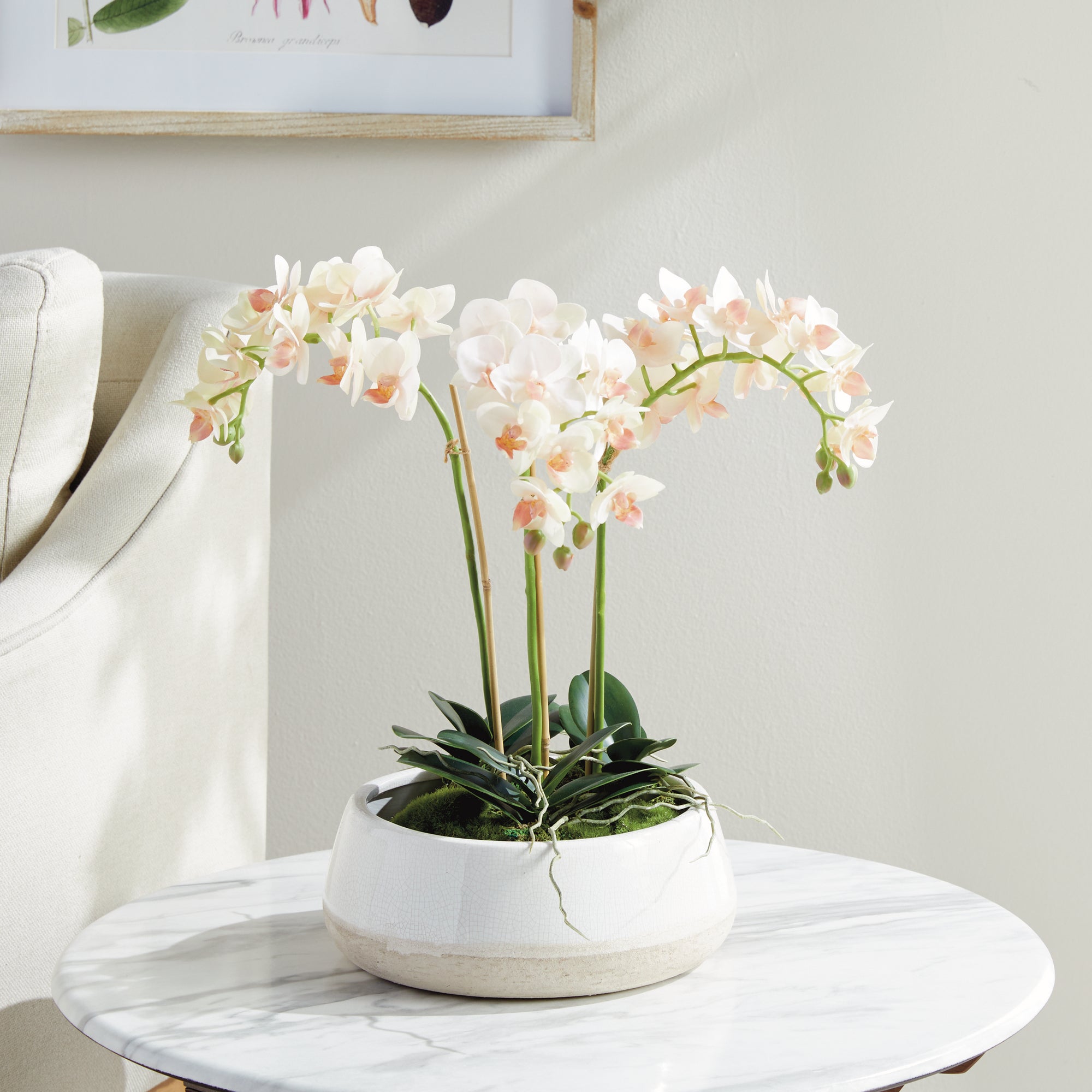 Phalaenopsis 16" Mini Garden Drop-In - View 5