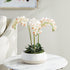 PHALAENOPSIS 16" MINI GARDEN DROP-IN - view 4