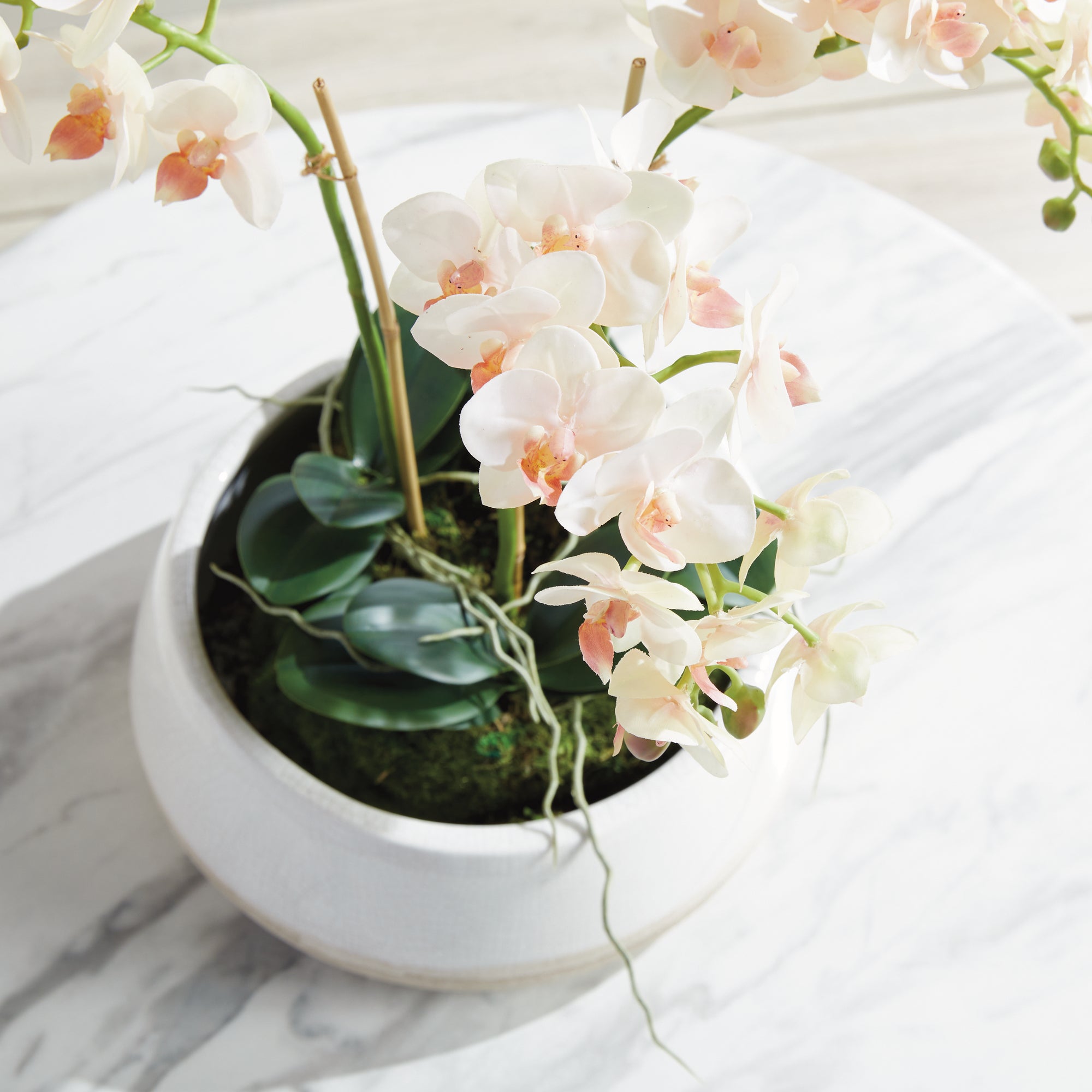 PHALAENOPSIS 16" MINI GARDEN DROP-IN - view 5