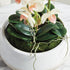 PHALAENOPSIS 16" MINI GARDEN DROP-IN - view 6