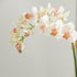 PHALAENOPSIS 16" MINI GARDEN DROP-IN - view 7