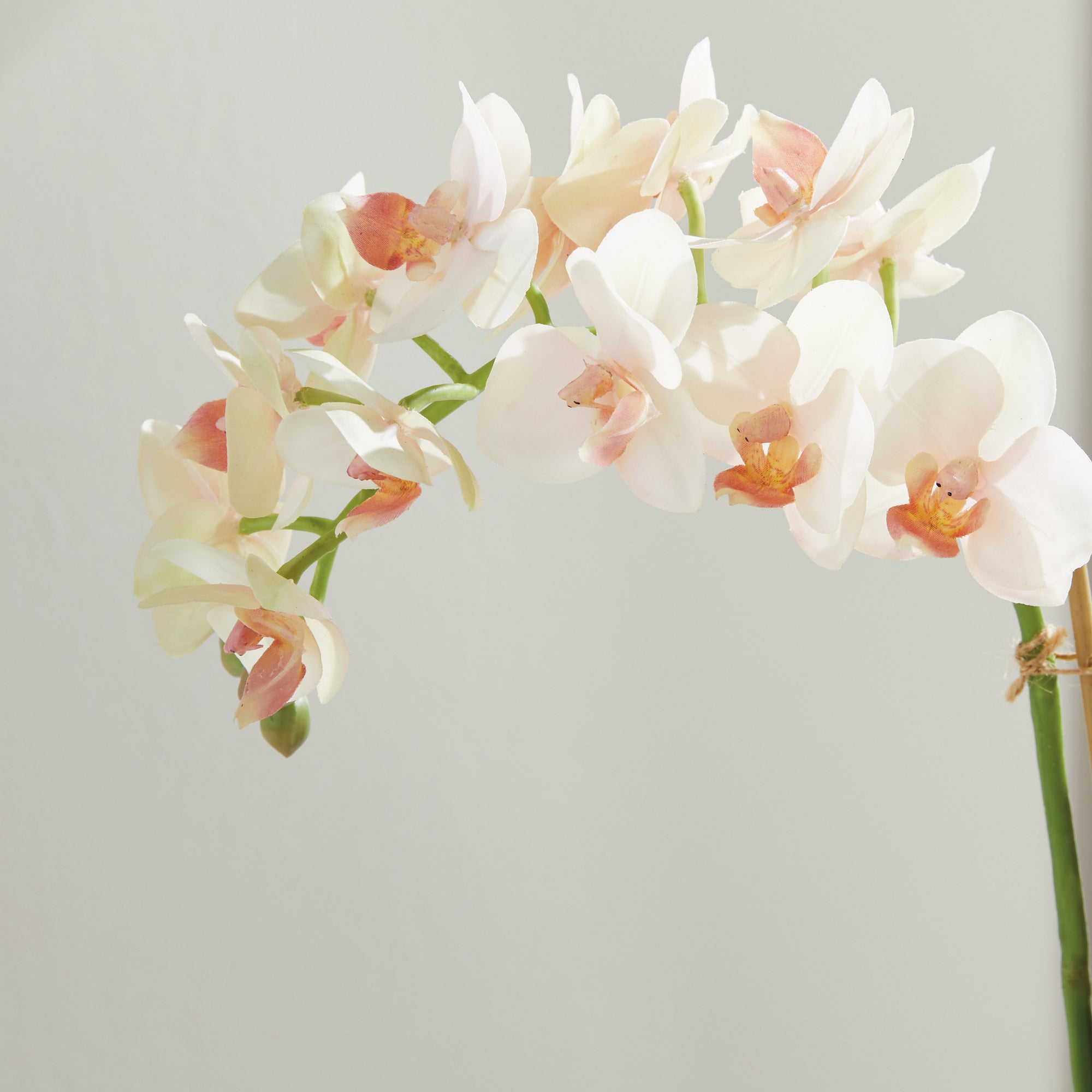 Phalaenopsis 16" Mini Garden Drop-In - View 8