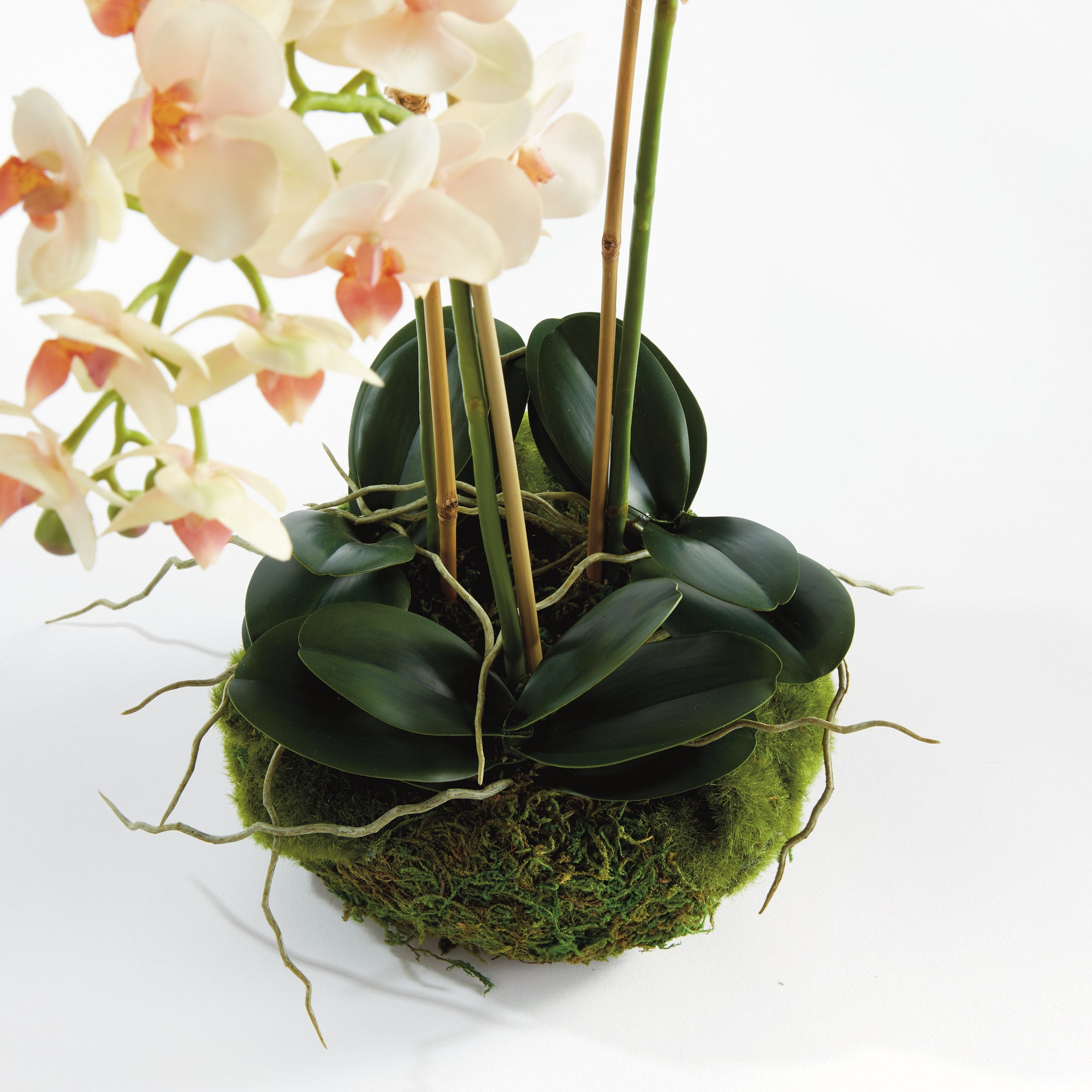 Phalaenopsis 16" Mini Garden Drop-In - View 2