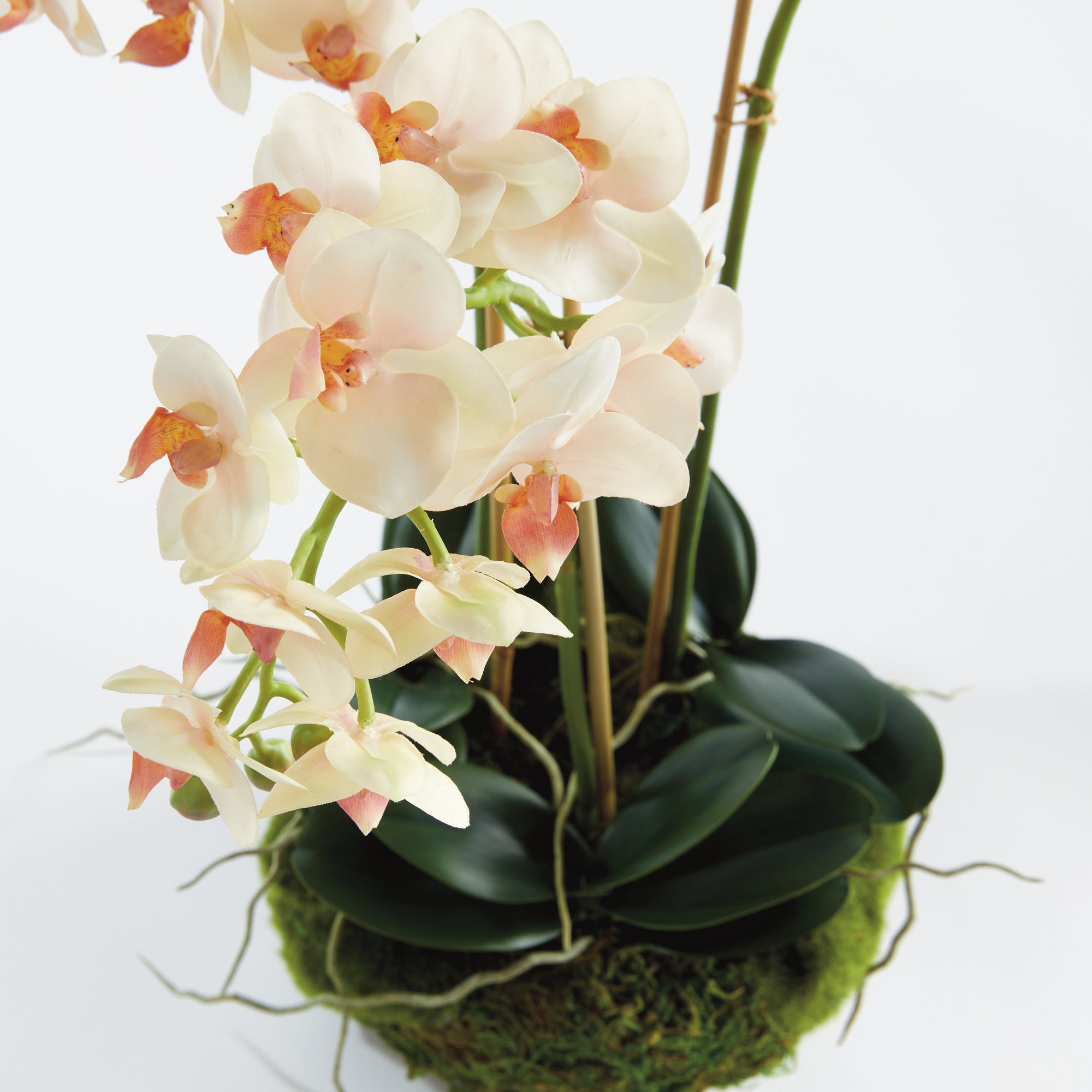 Phalaenopsis 16" Mini Garden Drop-In - View 3