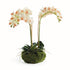 PHALAENOPSIS 16" MINI GARDEN DROP-IN