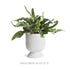 Isadora Footed Urn Large - View 6