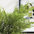 PLUMOSA FERN DROP-IN 21" - view 9
