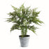 PLUMOSA FERN DROP-IN 21"