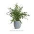 Thessaly Pot - View 5
