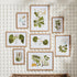 FLORA AND FAUNA GALLERY PRINTS, SET OF 8 - view 3