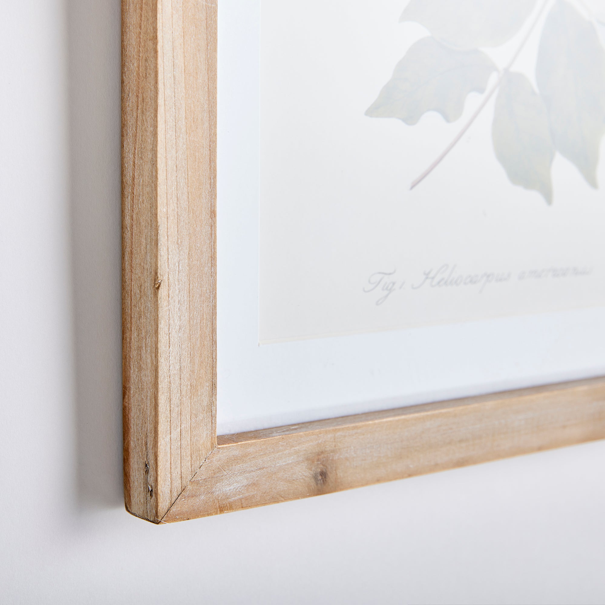 FLORA AND FAUNA GALLERY PRINTS, SET OF 8 - view 2