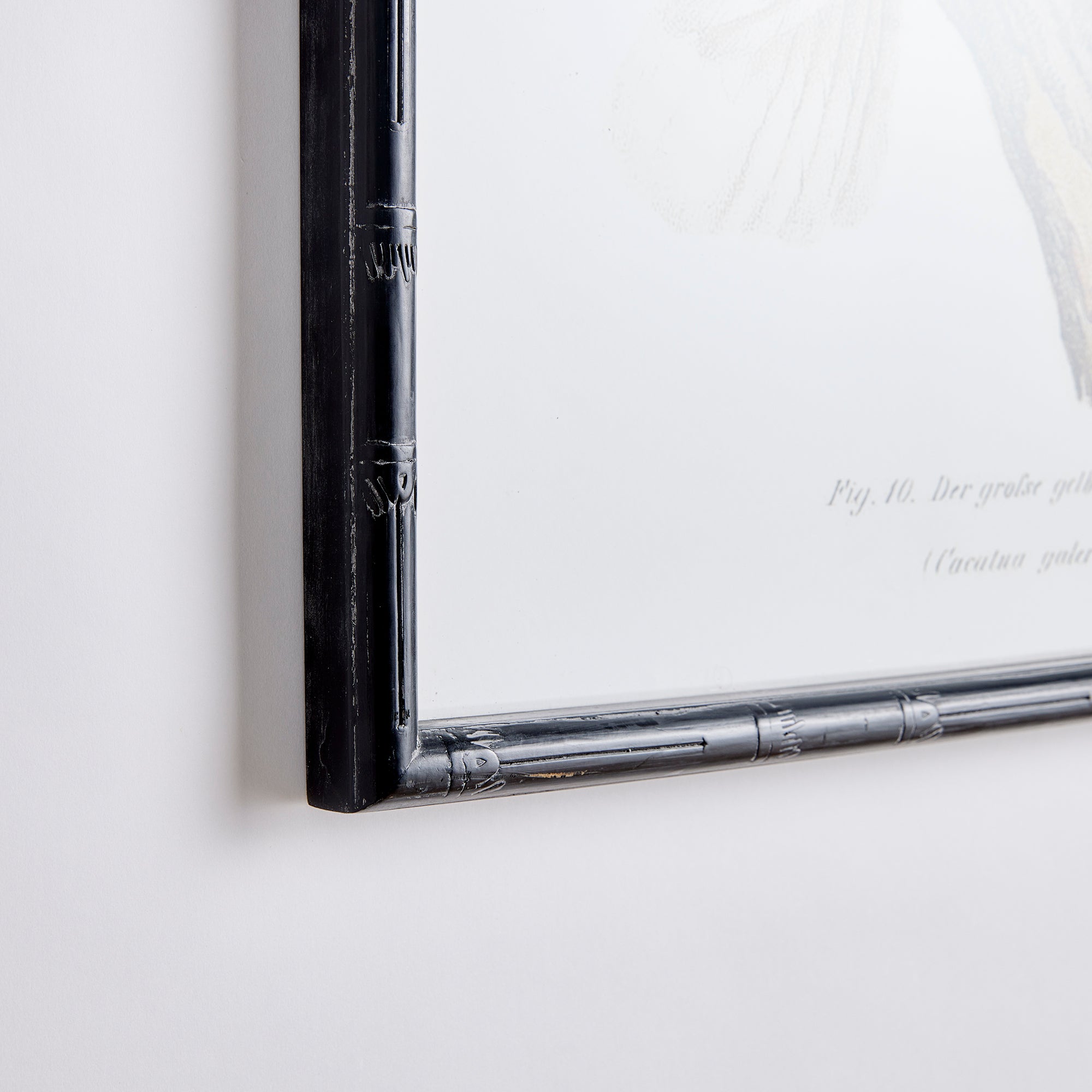 Parrot Study In White, Set Of 4 - View 2