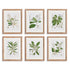 Classic Flower And Leaf Study, Set Of 6