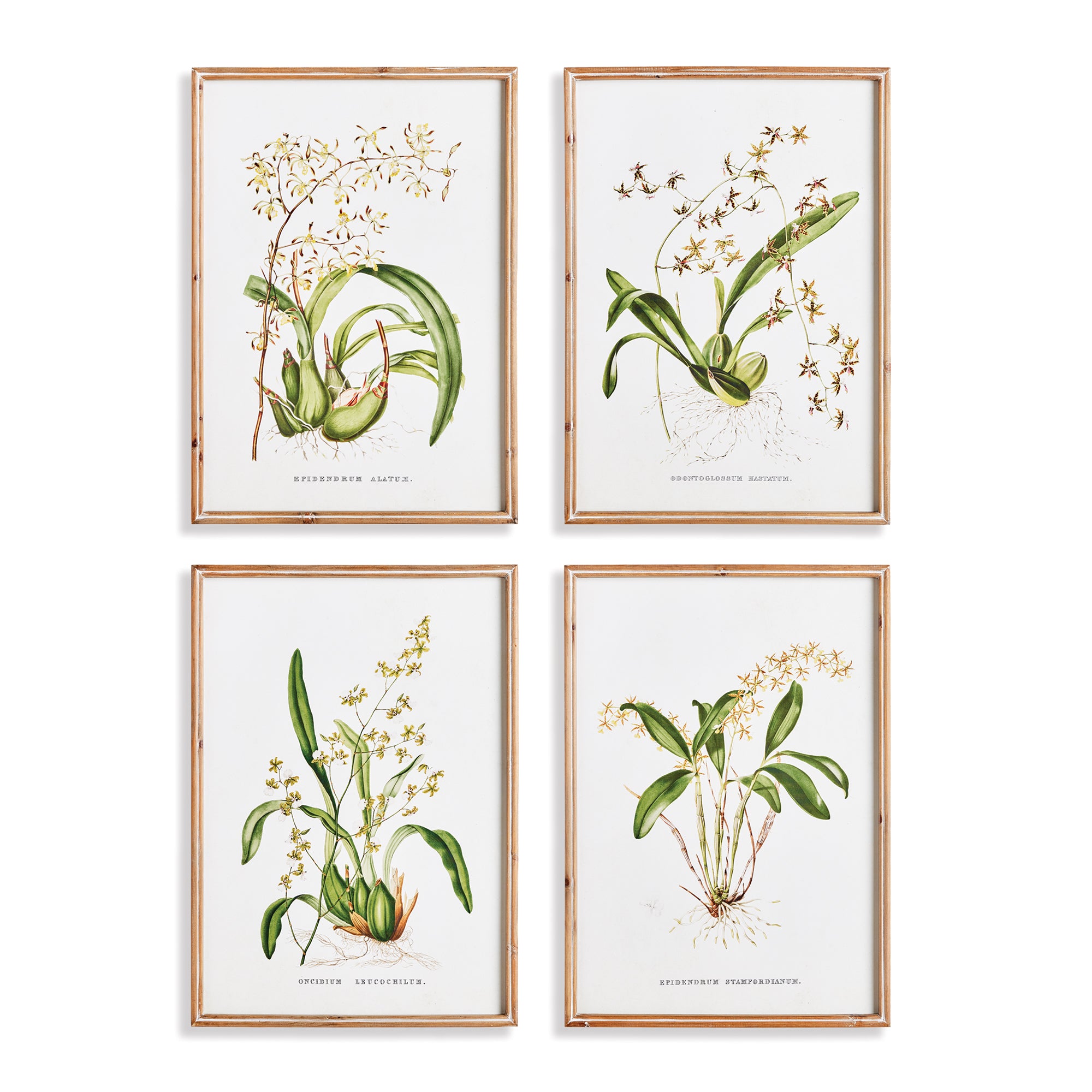 ORCHID ASSORTMENT STUDY, SET OF 4 BY NAPA HOME & GARDEN