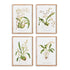 Orchid Assortment Study, Set Of 4