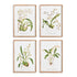 ORCHID ASSORTMENT STUDY, SET OF 4 BY NAPA HOME & GARDEN