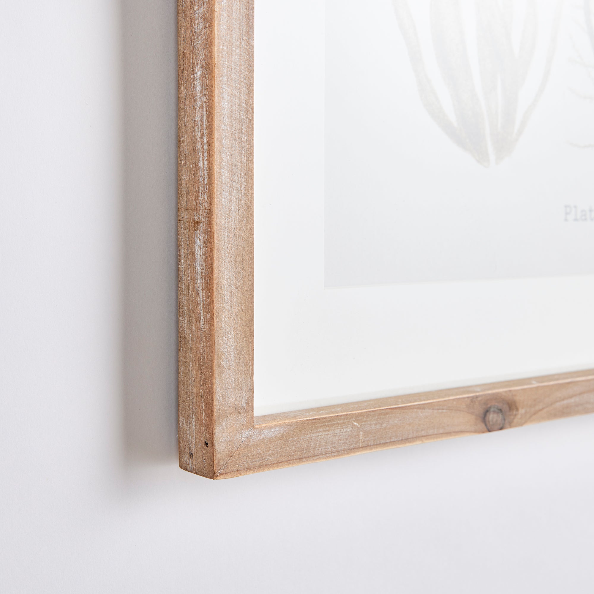 VERDANT CORAL STUDY, SET OF 4 - view 2