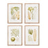 Verdant Coral Study, Set Of 4