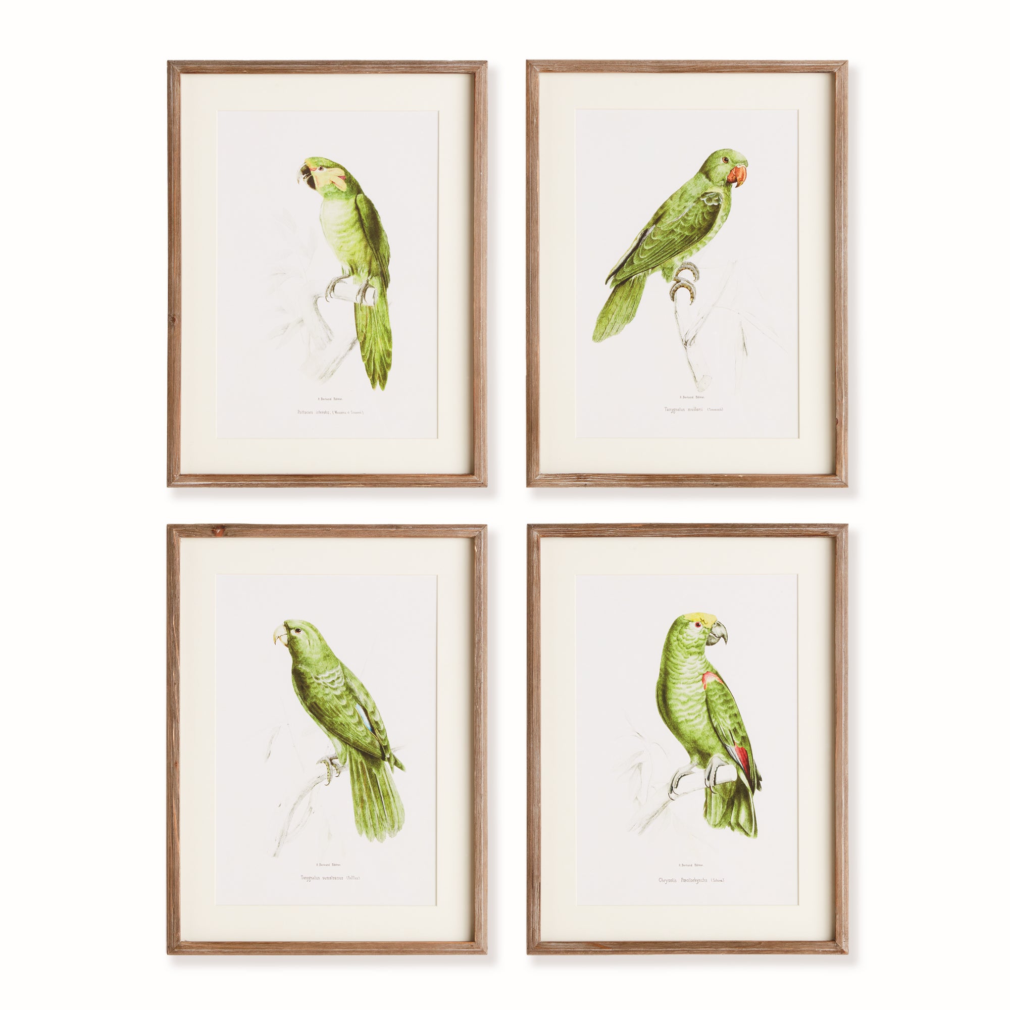 Parrot Illustrations In Green, Set Of 4