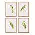 Parrot Illustrations In Green, Set Of 4