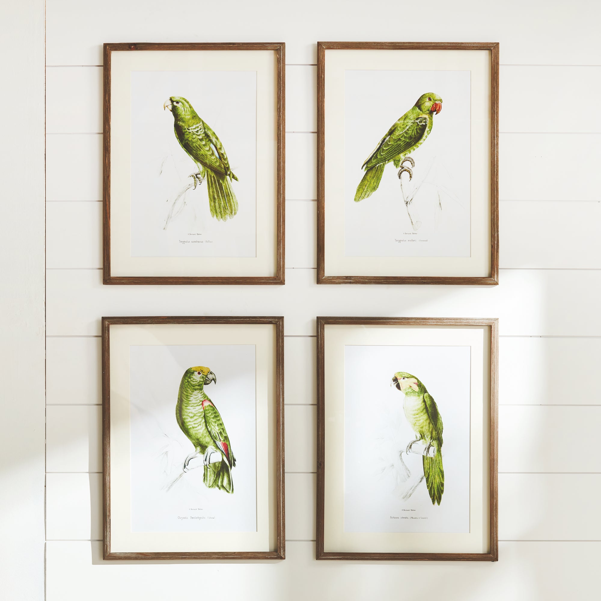 Parrot Illustrations In Green, Set Of 4 - View 4